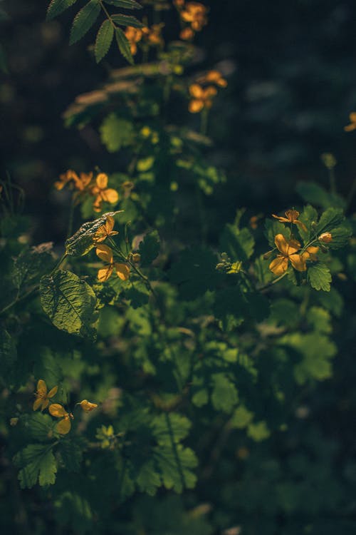 有关公园, 冷静, 分公司的免费素材图片