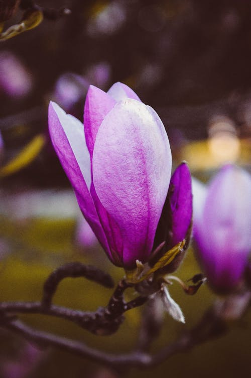有关木兰花, 植物的, 浅焦点的免费素材图片