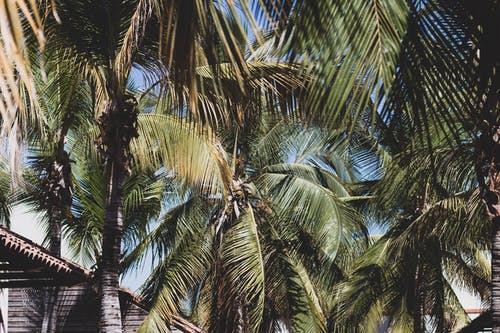 有关从下面, 公园, 分公司的免费素材图片