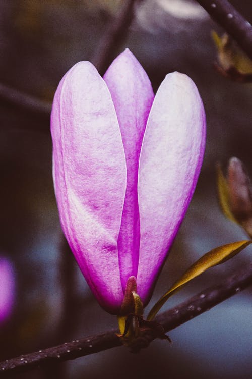 有关木兰花, 植物的, 漂亮的免费素材图片
