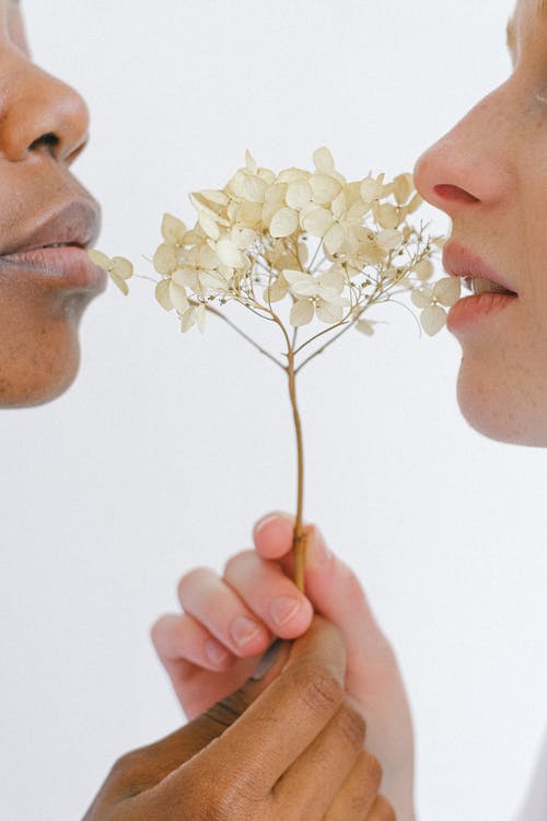 人们捧着白花靠近他们的嘴唇 · 免费素材图片