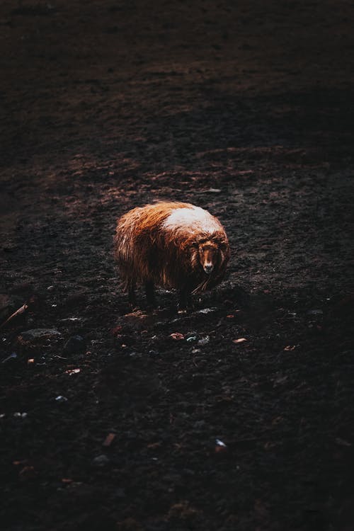 有关农事, 动物学, 動物的免费素材图片