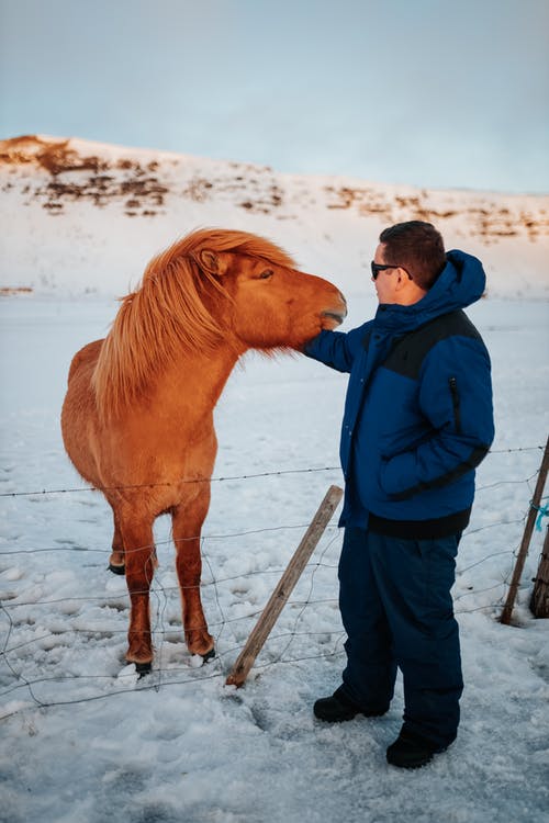 男子在冬季围场抚摸马 · 免费素材图片