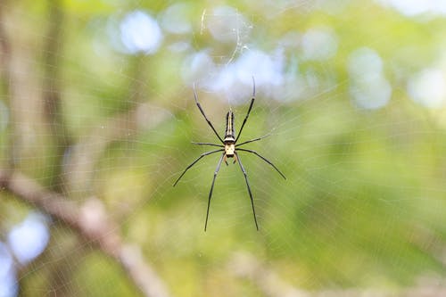 有关nephila pilipes, orb weaver, 动物学的免费素材图片