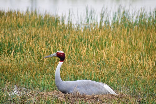 有关sarus crane, 休息, 侧面图的免费素材图片