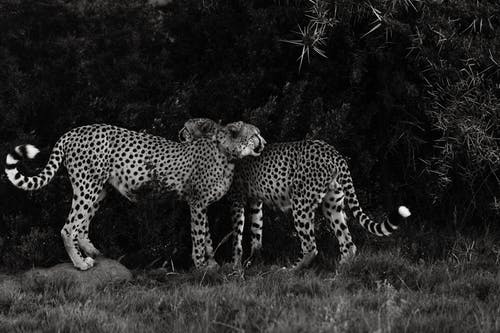 有关acinonyx jubatus, bw, 亚洲猎豹的免费素材图片