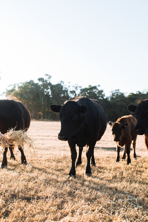 有关一群动物, 公牛, 农事的免费素材图片