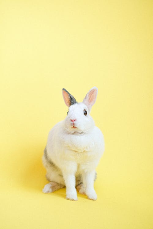 有关Copyspace, 兔子, 动物形象的免费素材图片