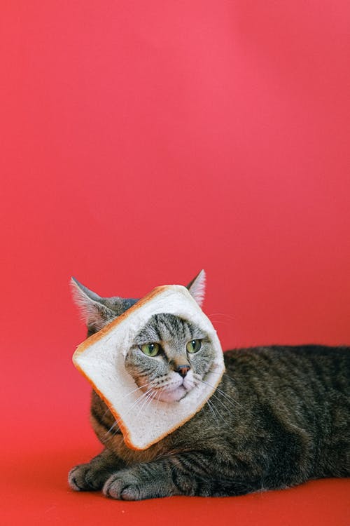 有关Copyspace, 切片, 动物形象的免费素材图片