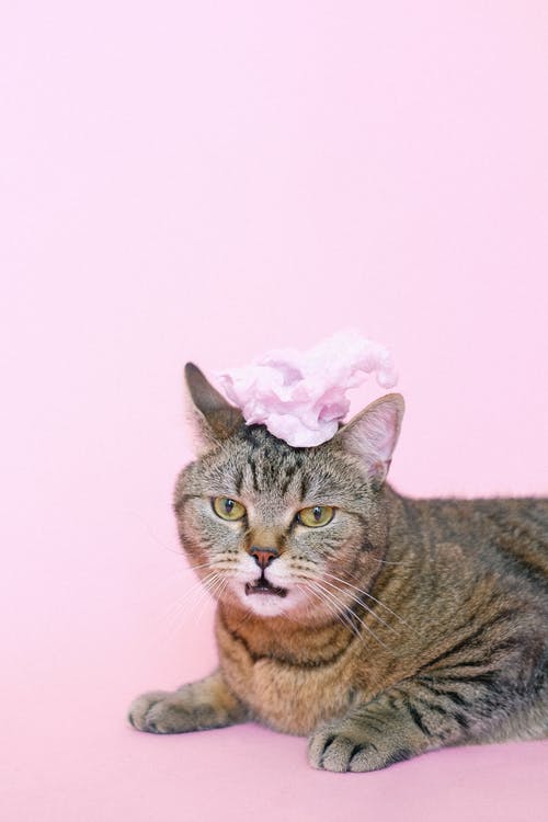 有关Copyspace, 不高兴, 动物形象的免费素材图片