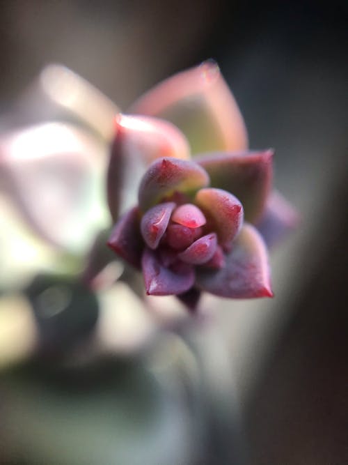 有关echeveria elegans, デネラカカカナ, 健康的免费素材图片