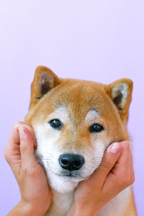 有关人, 動物攝影, 可愛的免费素材图片