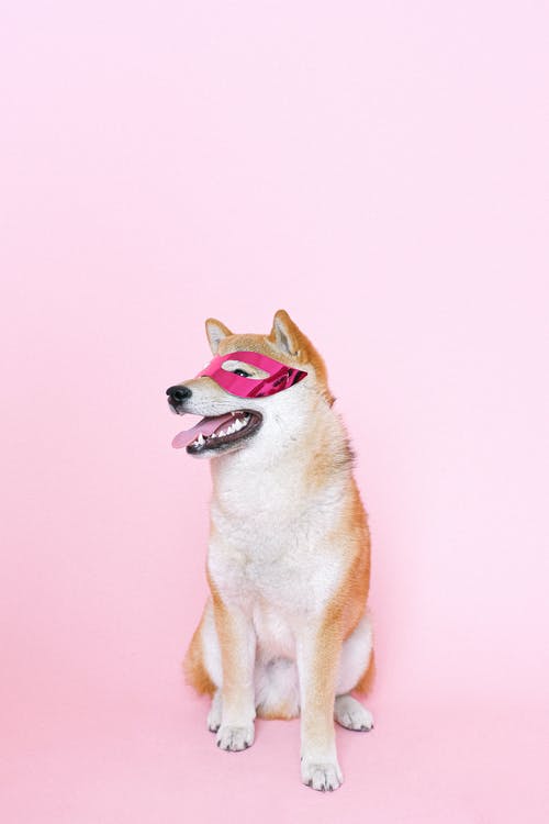 柴犬戴口罩 · 免费素材图片