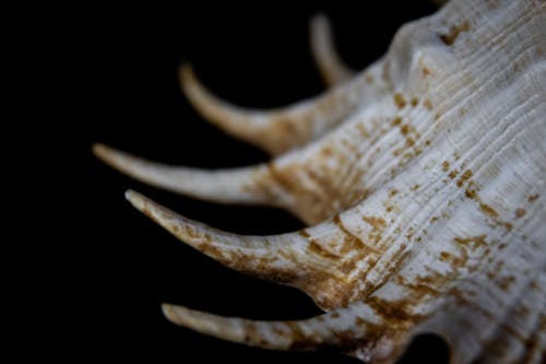 有关海洋, 腹足動物, 蜘蛛海螺的免费素材图片