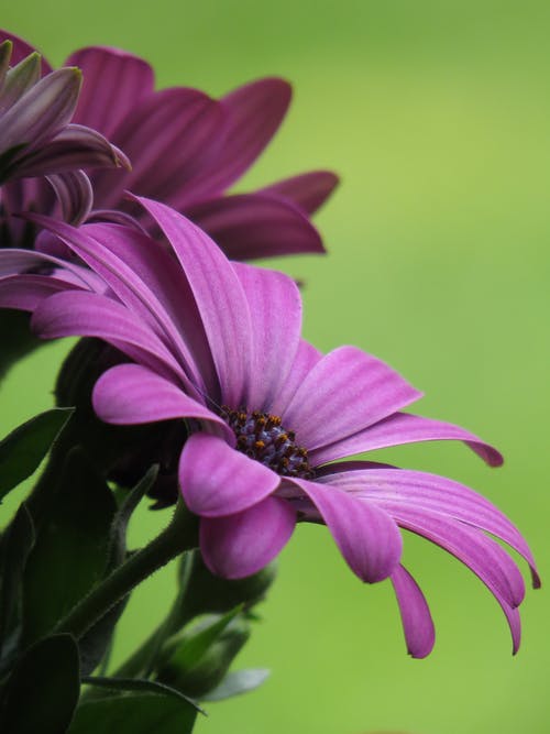 有关dimorphotheca ecklonis, 一串, 充满活力的免费素材图片