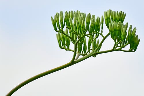 有关世纪植物, 从下面, 低角度的免费素材图片