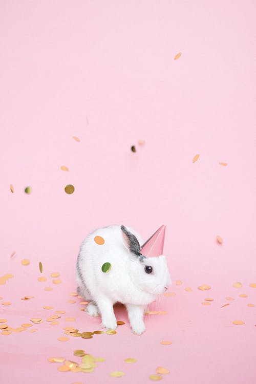 有关五彩紙屑, 兔子, 動物的免费素材图片