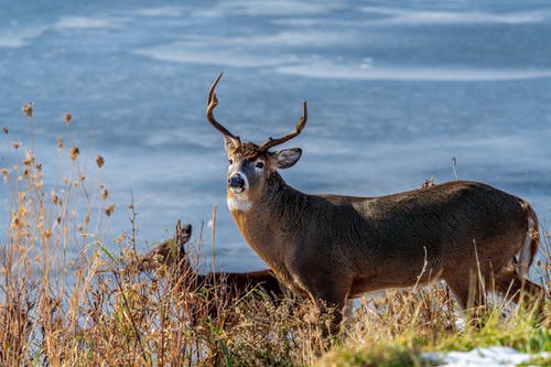 有关一起, 动物学, 动物的免费素材图片