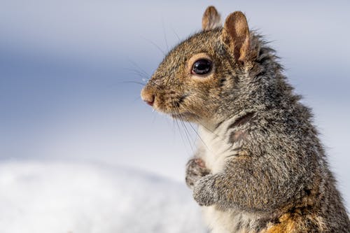 有关东部灰松鼠, 侧面图, 冬季的免费素材图片