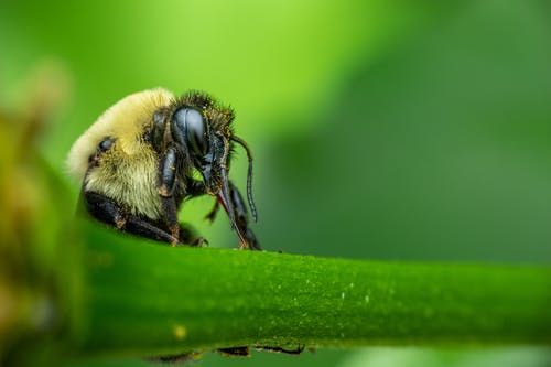 有关humblebee, 地平线, 增长的免费素材图片