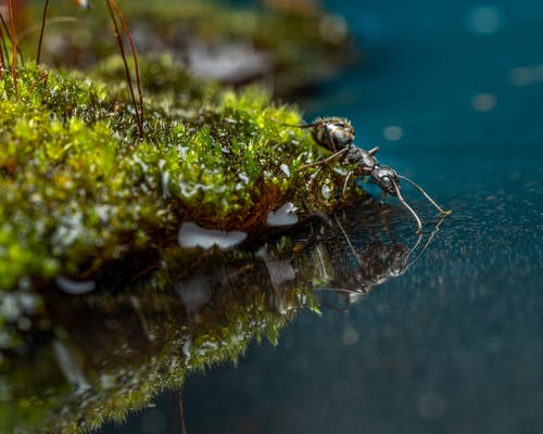 黑蚂蚁在水库旁边的苔藓上 · 免费素材图片