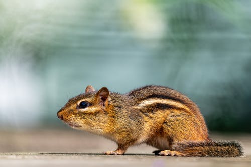 有关东, 乾的, 休息的免费素材图片