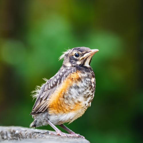 有关muscicapidae, 乾的, 动物的免费素材图片