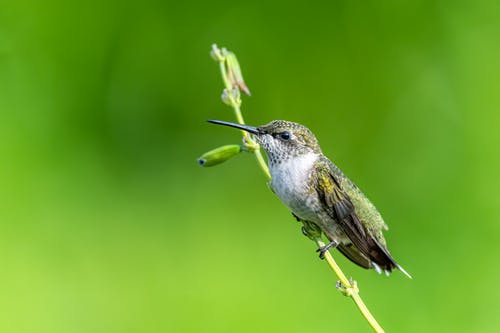 坐在绿色的田野茎上的异国梅利苏加极小鸟 · 免费素材图片