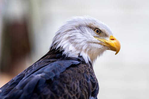 有关accipitriformes, 动物学, 动物的免费素材图片