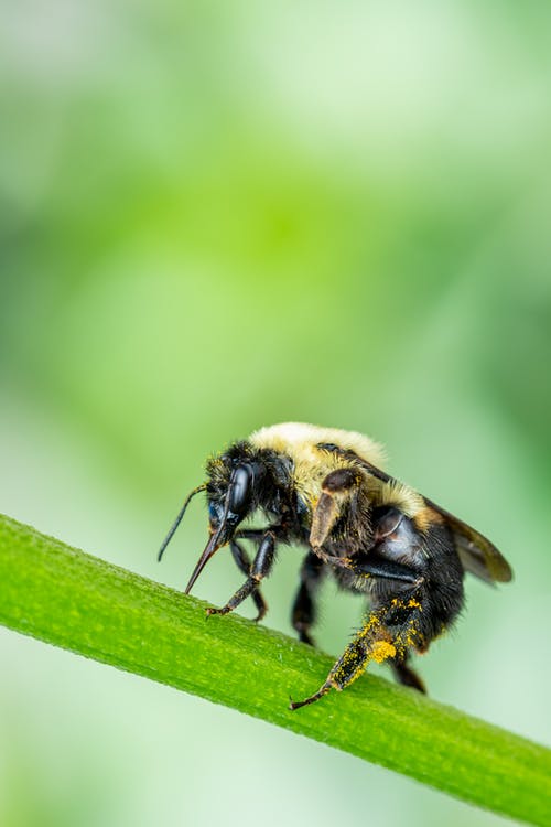 有关humblebee, 冷静, 垂直拍摄的免费素材图片