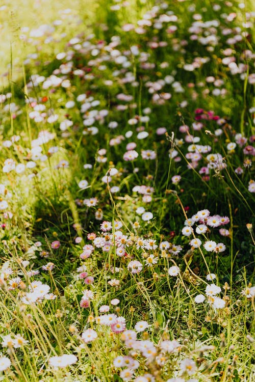 有关垂直拍摄, 增長, 植物群的免费素材图片