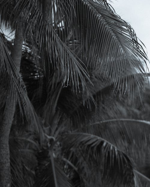 有关垂直拍摄, 椰子樹, 樹葉的免费素材图片