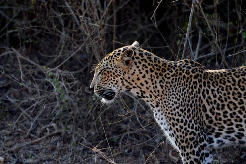 有关panthera pardus, 休息, 侧面图的免费素材图片