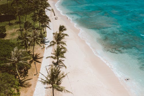 有关夏威夷, 户外, 棕榈树的免费素材图片