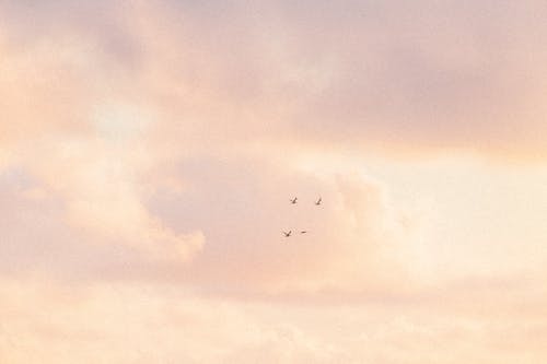 有关birds_flying, 夕阳的颜色, 日落的免费素材图片