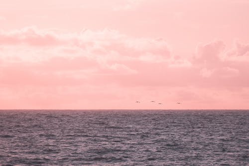 有关birds_flying, 地平线, 夕阳的颜色的免费素材图片