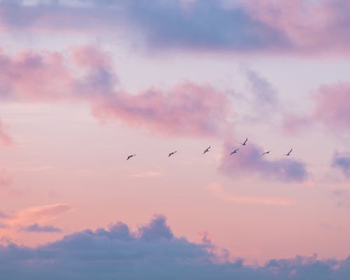 有关birds_flying, 夏威夷, 天空的免费素材图片