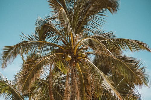 有关夏威夷, 岩石的, 棕榈树的免费素材图片
