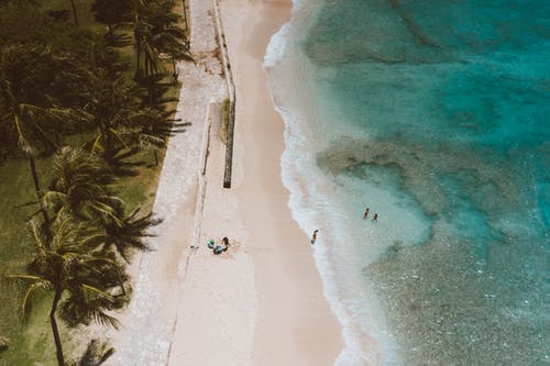 有关夏威夷, 户外, 棕榈树的免费素材图片