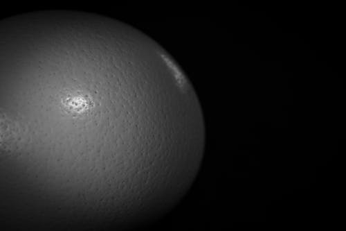 有关微距攝影, 橢圓形, 殼的免费素材图片