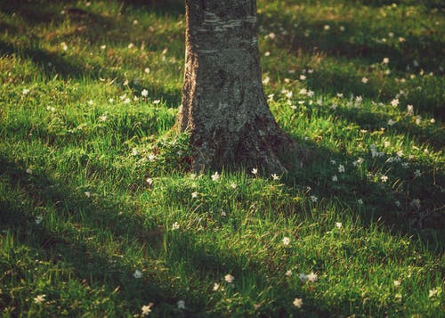 有关不均匀的, 乾的, 吠的免费素材图片