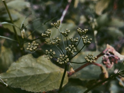 有关冷静, 和平的, 增长的免费素材图片