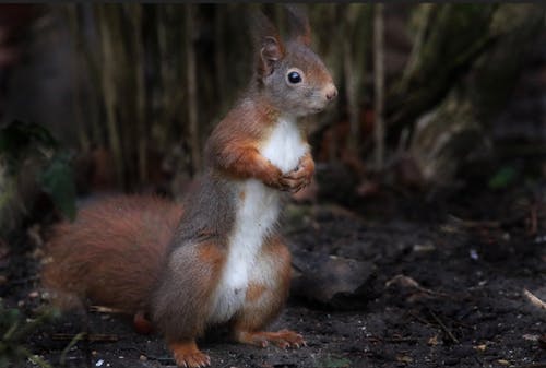 有关sciurus vulgaris, 冷静, 凝视的免费素材图片