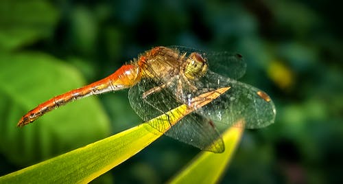 有关anisoptera, 休息, 充满活力的免费素材图片