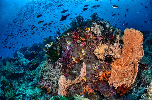 有关印尼, 天性, 水下的免费素材图片