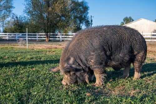 有关乾草, 乾草地, 动物的免费素材图片