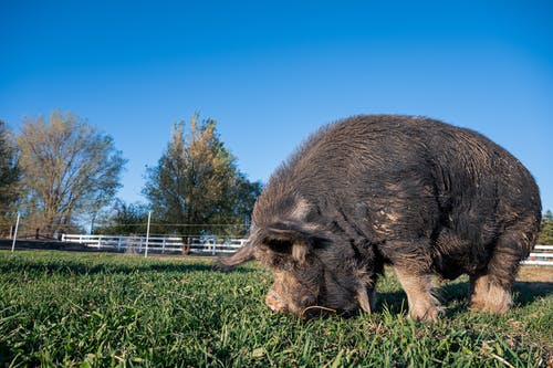 有关乾草, 乾草地, 动物的免费素材图片