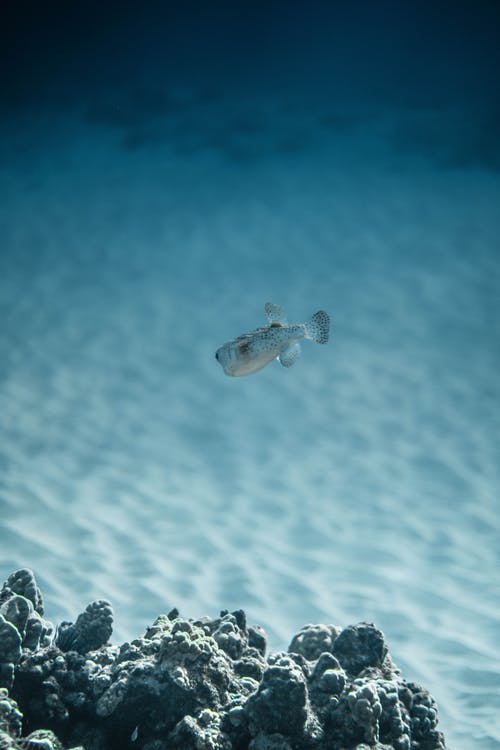 有关动物, 动物摄影, 专注的免费素材图片