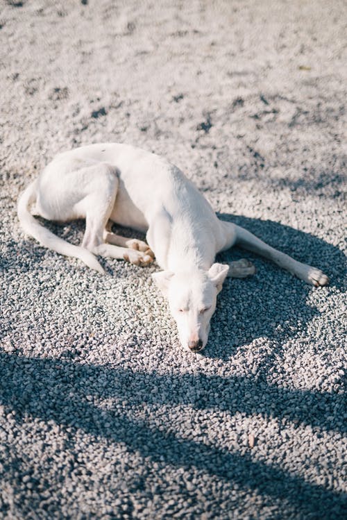 白狗躺在地面上的照片 · 免费素材图片