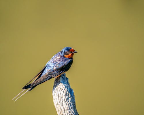 有关hirundo rustica, 侧面图, 冷静的免费素材图片